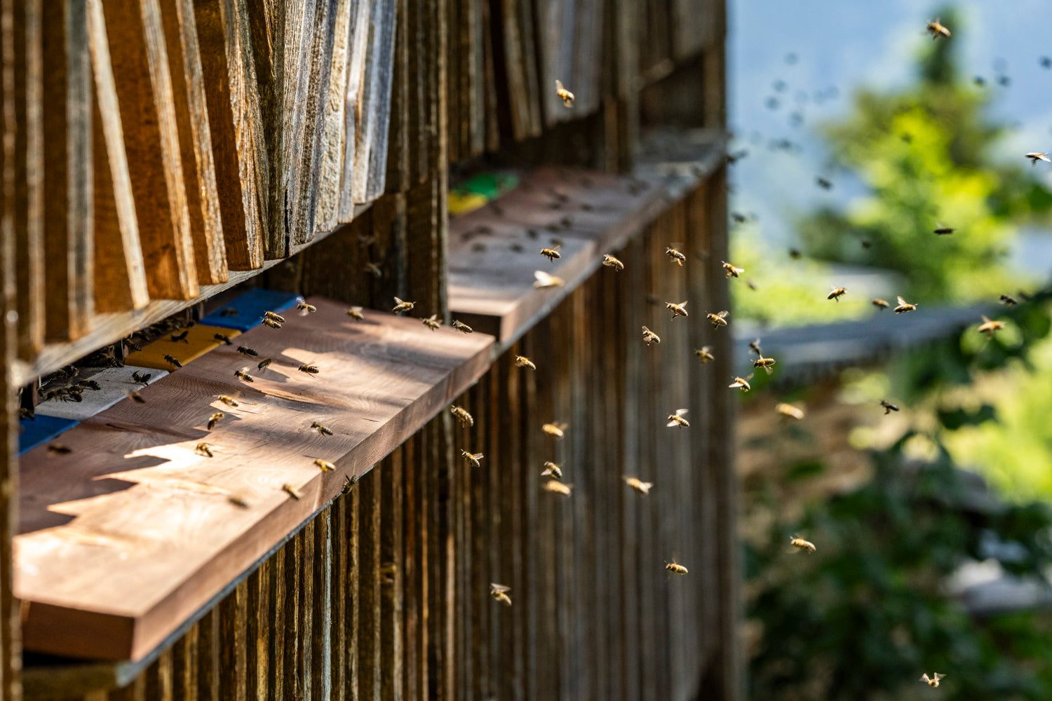 einfliegende Bienen ins Bienenhaus - Göstling - BioImkerei Blamauer