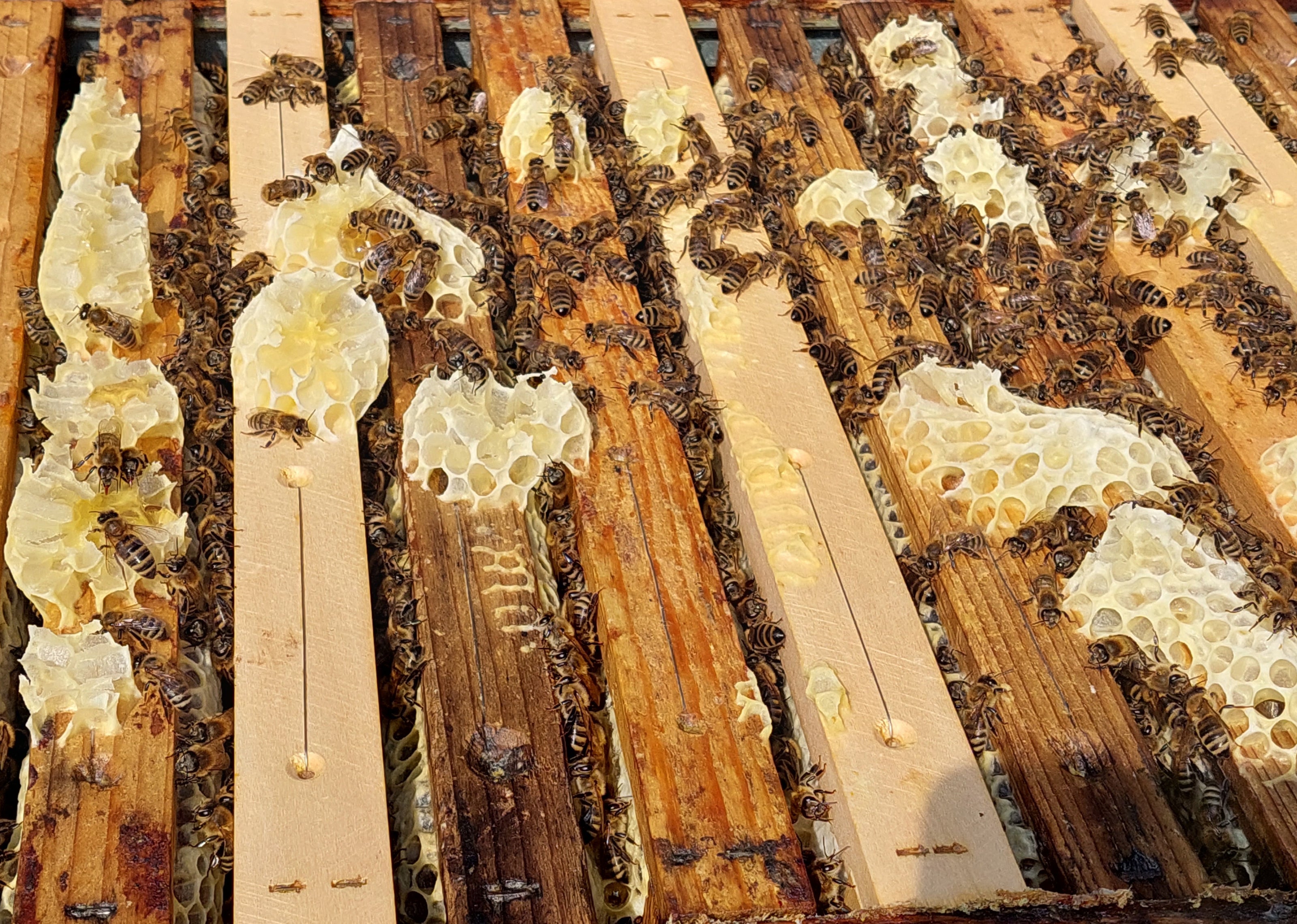 Bio Bienenvolk - Ableger - Göstling - BioImkerei Blamauer