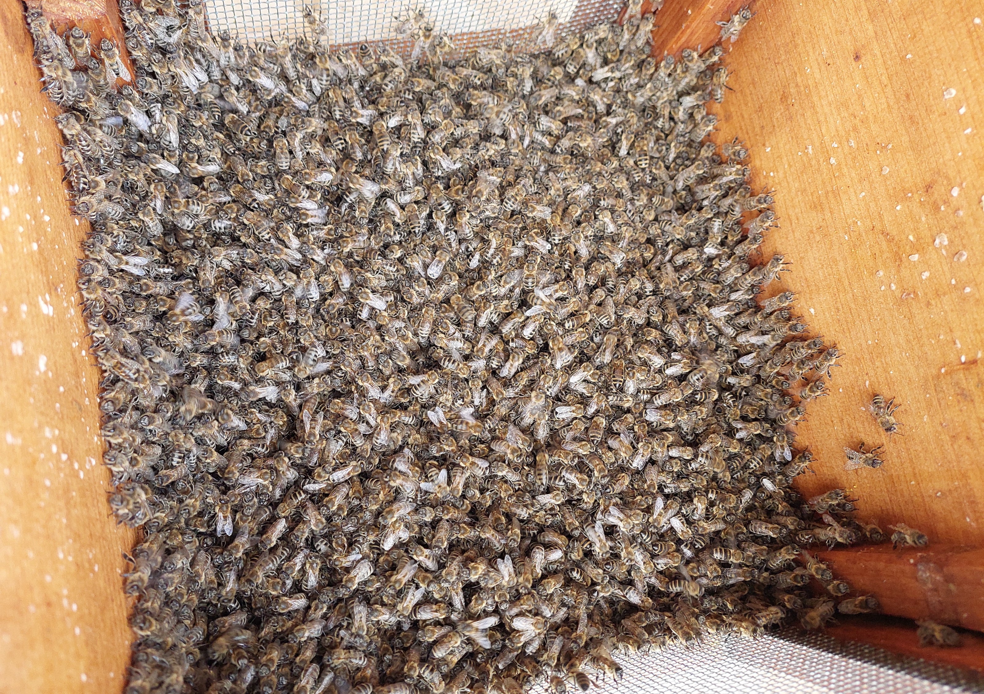 Biene Kehrschwarm - BioImkerei Blamauer