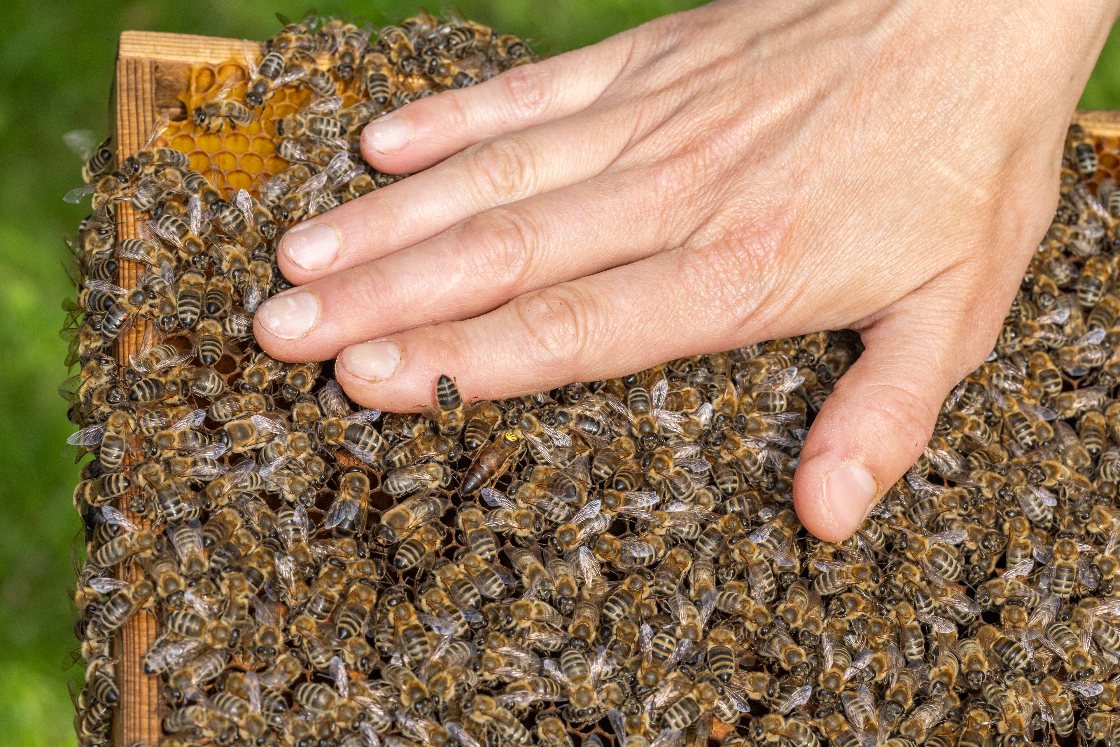 Hand mit Bienen auf der Wabe - BioImkerei Blamauer