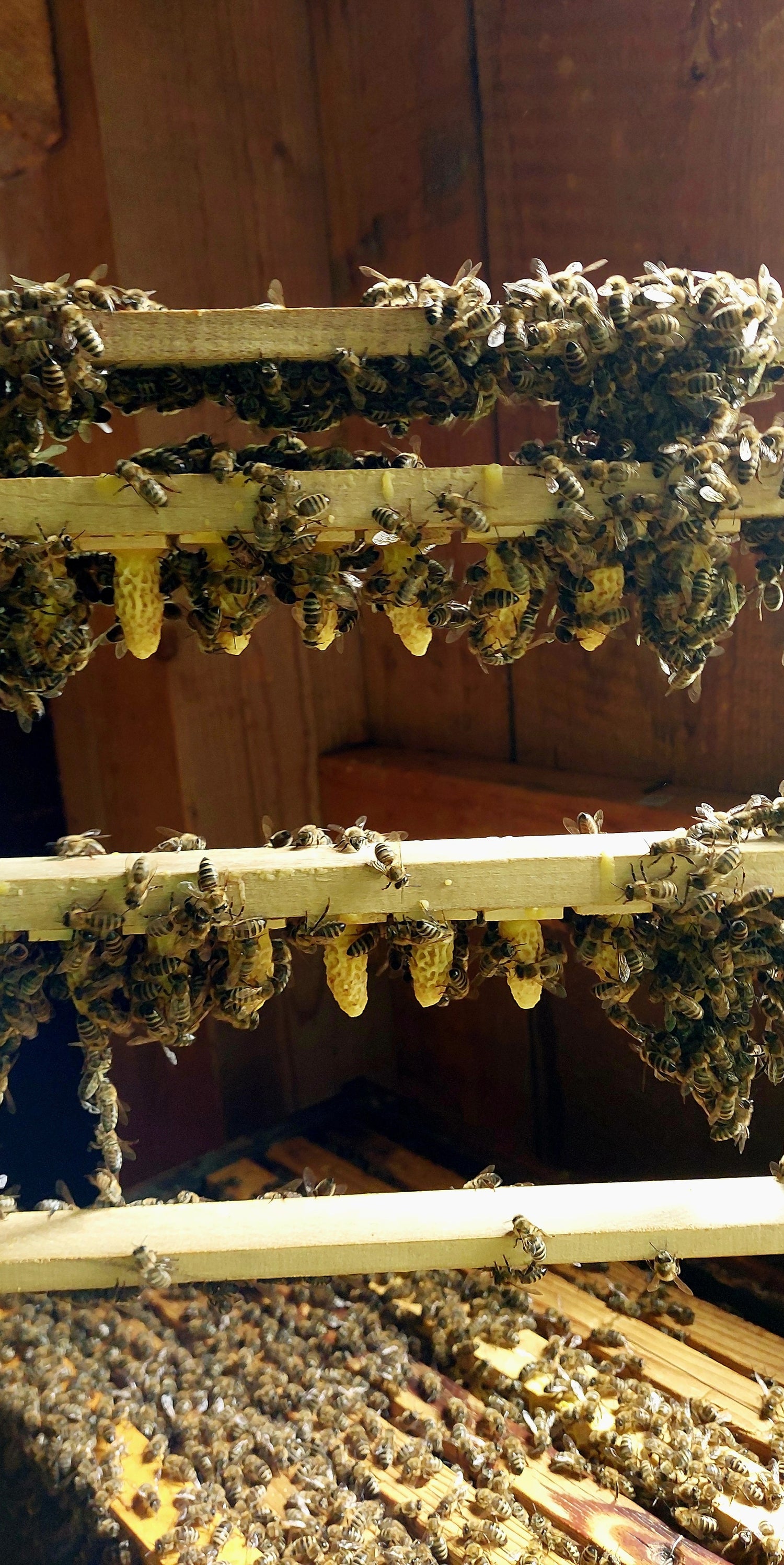 Bio Reinzuchtköniginnen Carnica - Zuchtlatte - BioImkerei Blamauer